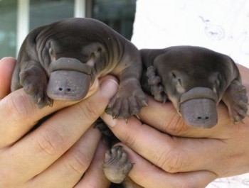 Baby Platypuses