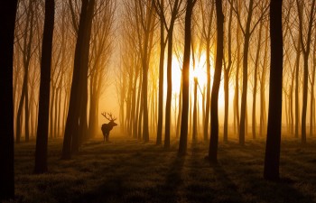 The Forests of Northern Italy