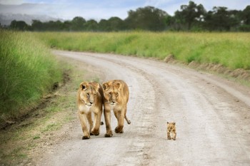 Taking kitty out for a walk