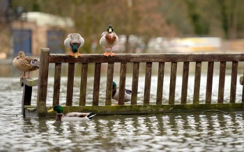 Ducks On A Bench