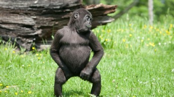 Happy Gorilla