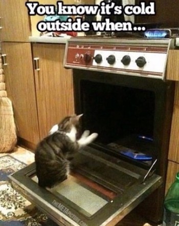 Kitty needs gloves