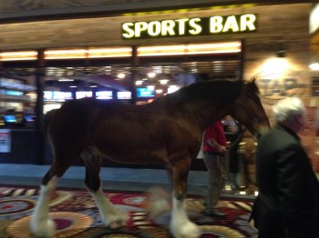 A horse walks into a bar...
