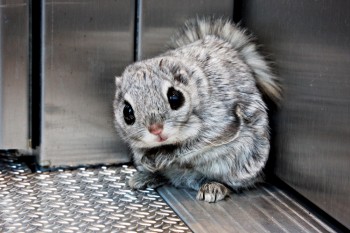 Siberian flying squirrel in an elevator