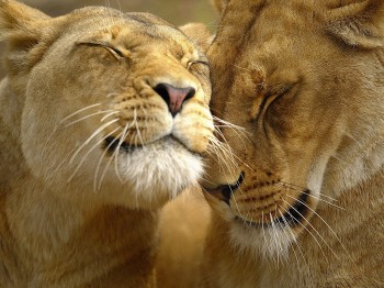 Lions