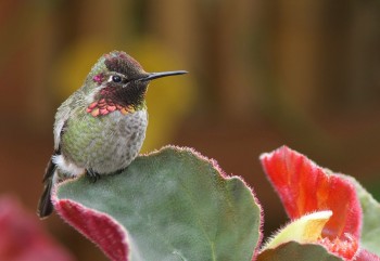 Hummingbird