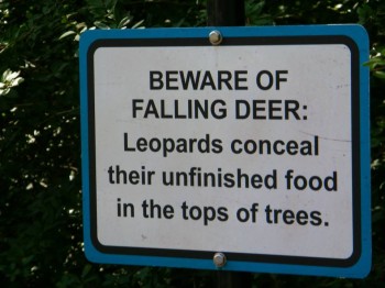 Falling Deer