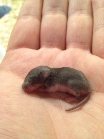 Baby Squirrel