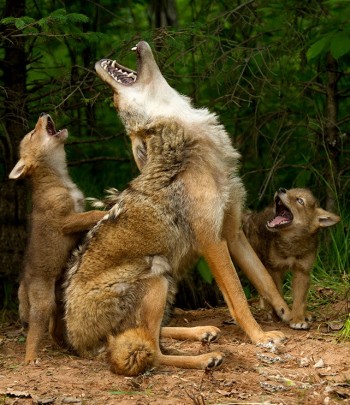 Howling 101