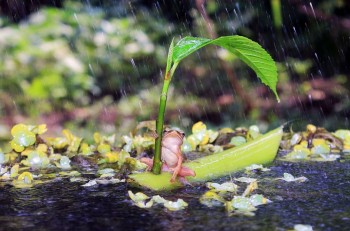 Frog on a boat