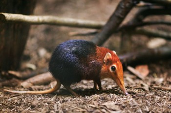 Rufous Sengi
