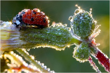 Wet Ladybug