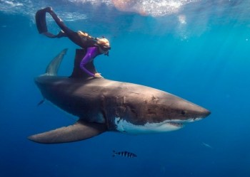 Riding With A Great White Shark