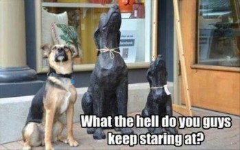 Doggy See, Doggy Do