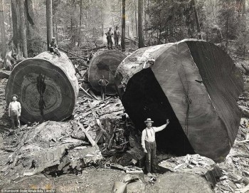 Carlifonia Lumberjacks