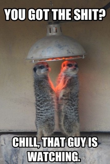Suspicious Meerkats