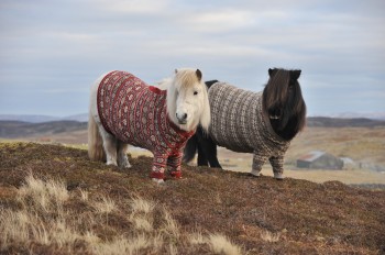 Ponies in Scotland