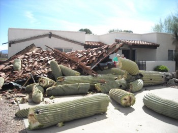 A Saguaro Cactus Fell Over