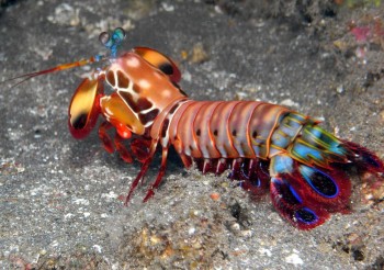 Mantis Shrimp