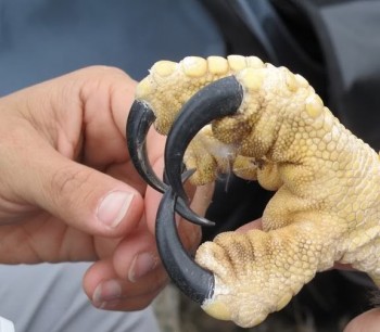 Eagle Talons