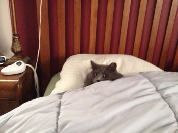 Go a new heated blanket