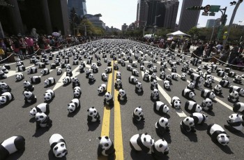 What pandas?