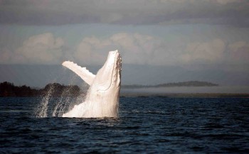 Albino Humpback