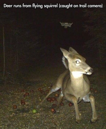 Always expect flying squirrels