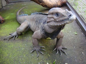 Rhinoceros Iguana