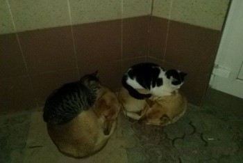 Dog Beds