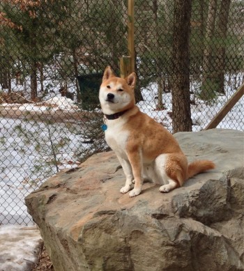 Doge