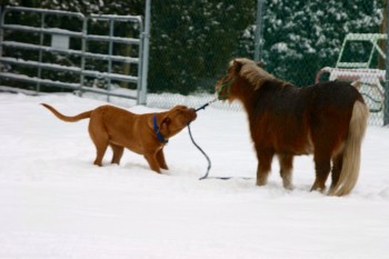 Pony vs Dog
