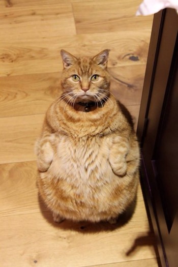 Feed me