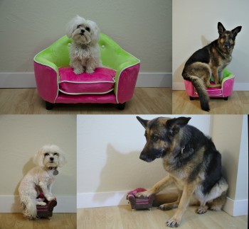 Dogs sitting on furniture of decreasingly appropriate sizes