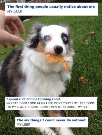 OKCupid for dogs
