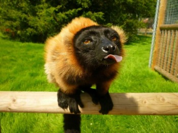 Lemur