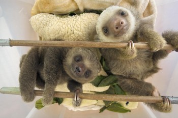 Baby Sloths