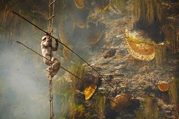 Honey Hunters