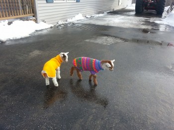 Baby goats wearing sweaters