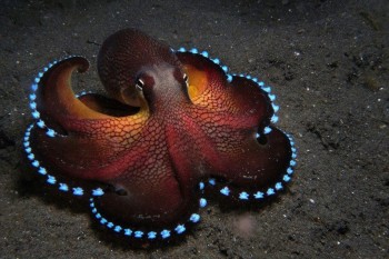 Blue glowing coconut octopus