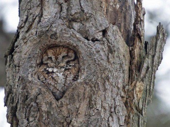 Owl camouflage