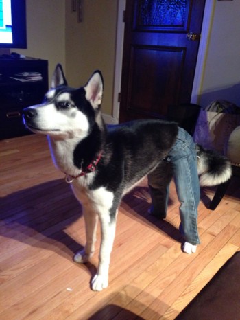 Dog Wearing Jeans