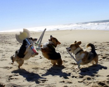 To war and glory!