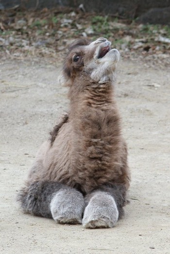 Baby Camel