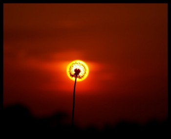 Dandelion in the Sun