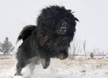 Tibetan Mastiff