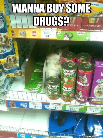 Store Cat Has It All