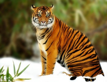 Sumatran Tiger