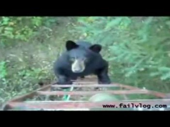 Bear climbs up Hunters ladder