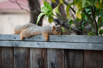 Lazy Squirrel